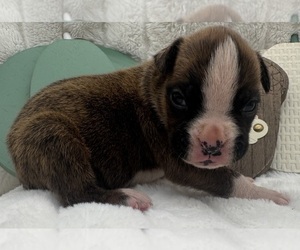 Boxer Puppy for Sale in PAWNEE CITY, Nebraska USA