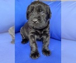 Small Photo #3 Schnauzer (Giant) Puppy For Sale in CENTERTON, AR, USA