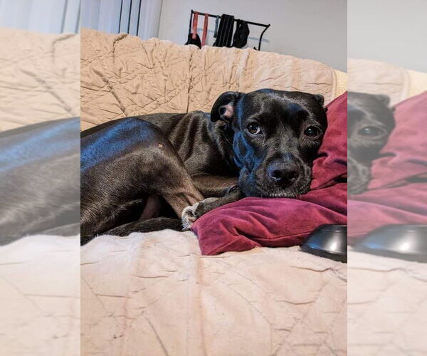 Medium Photo #6 American Pit Bull Terrier-Unknown Mix Puppy For Sale in Germantown, OH, USA