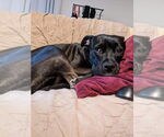 Small #5 American Pit Bull Terrier Mix