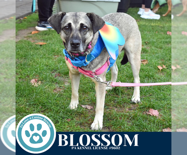 Medium Photo #8 Labrador Retriever-Unknown Mix Puppy For Sale in Kimberton, PA, USA