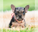 Small #6 French Bulldog