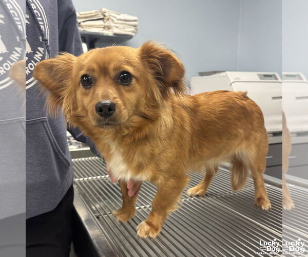 Medium Photo #2 Pomeranian-Unknown Mix Puppy For Sale in Washington, DC, USA