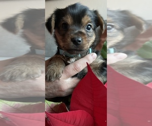 Yorkshire Terrier Puppy for Sale in RENO, Nevada USA