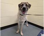 Small Great Pyrenees Mix