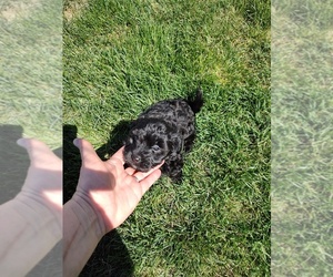 Maltipoo Puppy for sale in COALVILLE, UT, USA