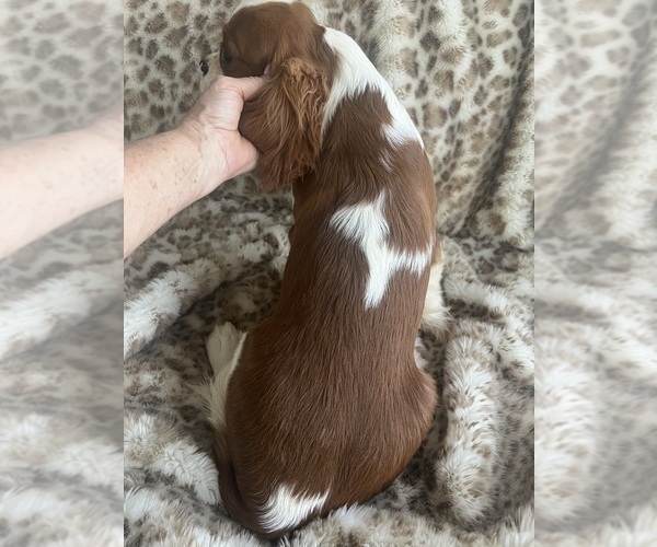Medium Photo #5 Cavalier King Charles Spaniel Puppy For Sale in ABILENE, TX, USA
