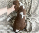 Small #4 Cavalier King Charles Spaniel