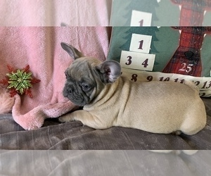 French Bulldog Puppy for sale in JOHNS ISLAND, SC, USA