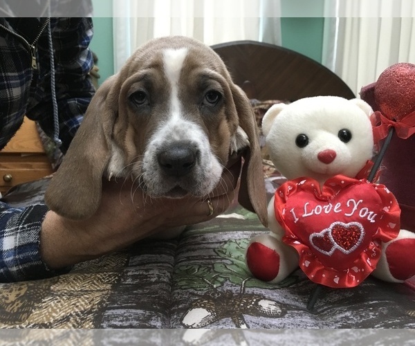 Medium Photo #1 Basset Hound Puppy For Sale in ABSECON, NJ, USA