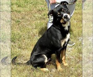 Medium Rottweiler Mix