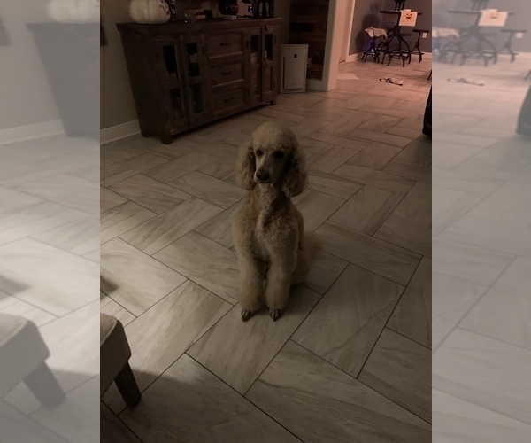 Medium Photo #12 Poodle (Standard) Puppy For Sale in TAMPA, FL, USA