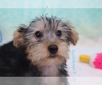 Small Photo #4 Yorkshire Terrier Puppy For Sale in LAS VEGAS, NV, USA