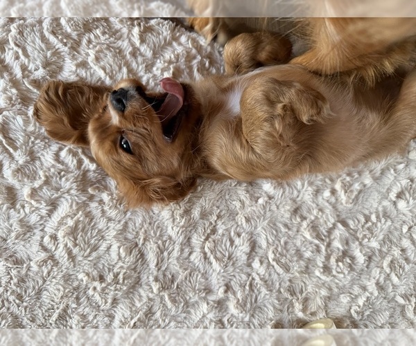 Medium Photo #4 Cavalier King Charles Spaniel Puppy For Sale in KANSAS CITY, MO, USA