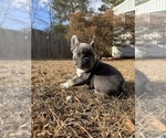 Puppy 3 French Bulldog