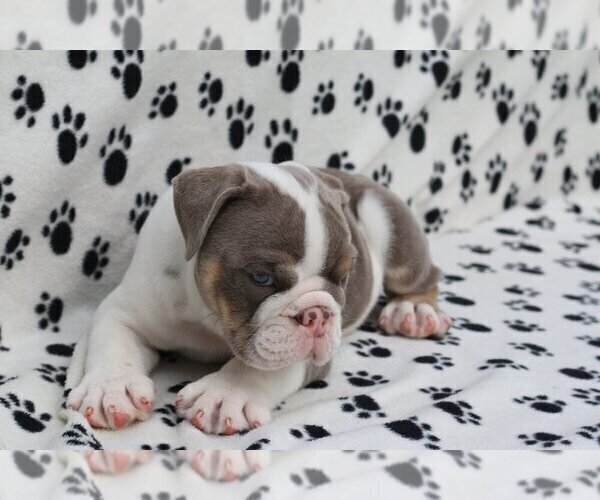 Medium Photo #1 Bulldog Puppy For Sale in FRANKLIN LAKES, NJ, USA