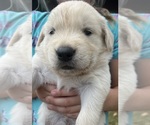 Small #4 Golden Retriever