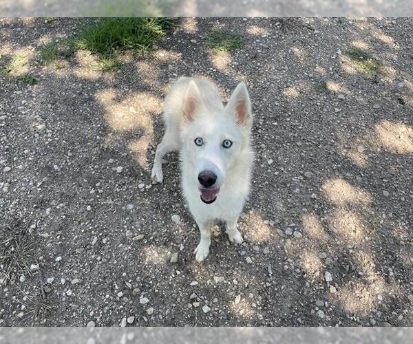 Medium Photo #1 Huskies -Unknown Mix Puppy For Sale in Waco, TX, USA