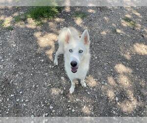Huskies -Unknown Mix Dogs for adoption in Waco, TX, USA