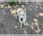 Small Huskies  Mix