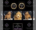 Puppy Tex Poodle (Miniature)