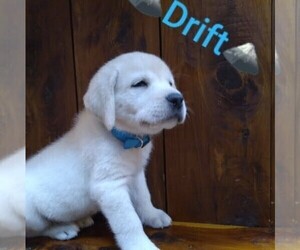 Labrador Retriever Puppy for sale in LINDEN, TN, USA
