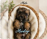 Puppy Marley Shorkie Tzu
