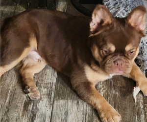 Father of the French Bulldog puppies born on 08/18/2025