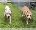 Small #4 American Pit Bull Terrier Mix