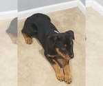 Small Photo #2 Rottweiler Puppy For Sale in COTTLEVILLE, MO, USA