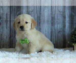 English Cream Golden Retriever Puppy for sale in FREDERICKSBG, OH, USA