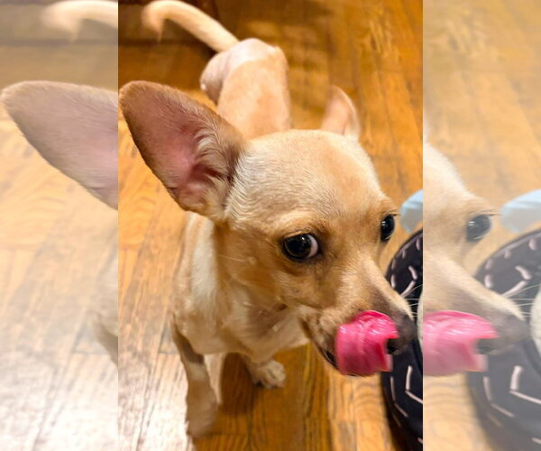Medium Photo #3 Chihuahua-Unknown Mix Puppy For Sale in New London, WI, USA