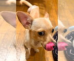 Small #2 Chihuahua Mix