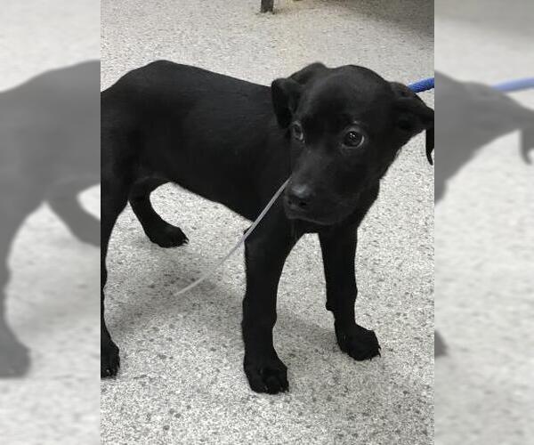 Medium Photo #1 Labrador Retriever-Unknown Mix Puppy For Sale in Conroe, TX, USA