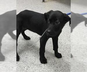Labrador Retriever-Unknown Mix Dogs for adoption in Conroe, TX, USA