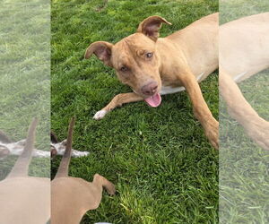 American Pit Bull Terrier-Labrador Retriever Mix Dogs for adoption in MIDWAY, UT, USA