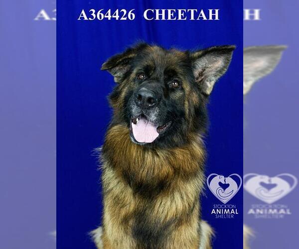 Medium Photo #2 German Shepherd Dog Puppy For Sale in Stockton, CA, USA