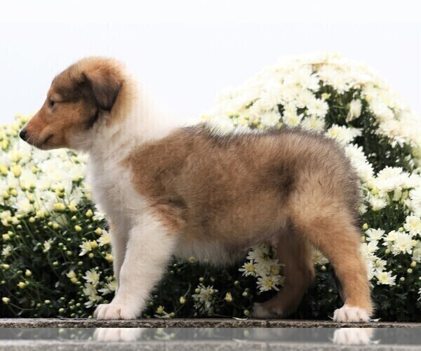 Medium Photo #3 Collie Puppy For Sale in FREDERICKSBG, OH, USA