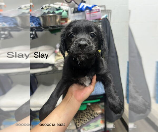 Medium Photo #1 Miniature Labradoodle Puppy For Sale in Studio City, CA, USA