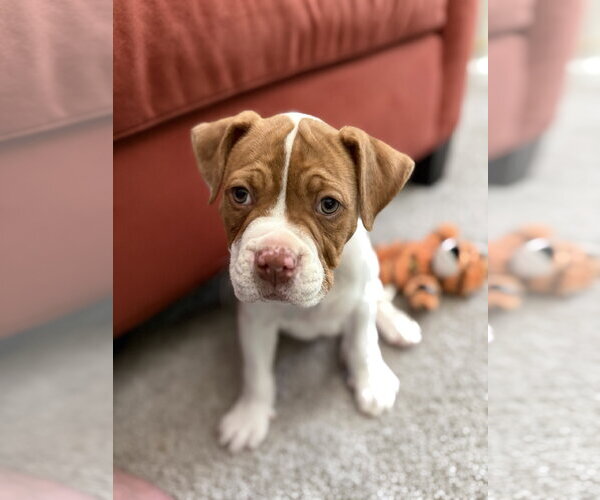 Medium Photo #4 Bull-Boxer Puppy For Sale in Holly Springs, NC, USA