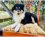 Small Photo #5 Collie Puppy For Sale in OCALA, FL, USA
