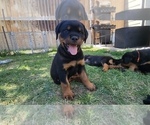 Puppy Gaston Rottweiler