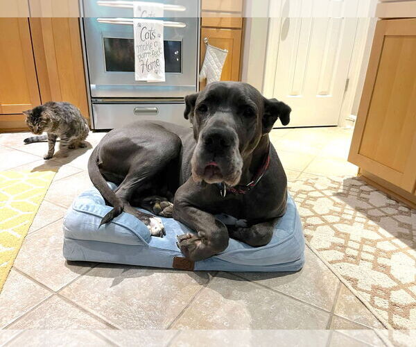 Medium Photo #5 Great Dane Puppy For Sale in Huntersville, NC, USA