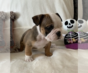 English Bulldog Puppy for sale in JOHNS ISLAND, SC, USA