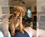 Image preview for Ad Listing. Nickname: Benny
