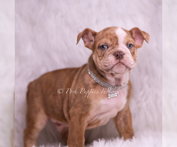 Medium Photo #5 Bulldog Puppy For Sale in WARSAW, IN, USA