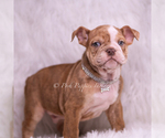 Small #4 Bulldog
