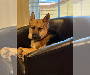 BIRDDOG - Male German Shepherd Dog-Unknown Mix Dog for Adoption - Photo #3