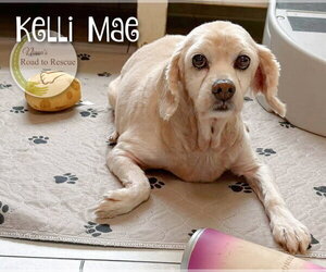 Cocker Spaniel Dogs for adoption in Benton, LA, USA