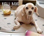 Small Cocker Spaniel